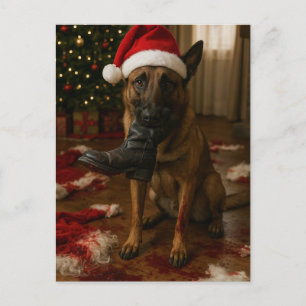 Belgian Malinois Eaten Santa Christmas postcard