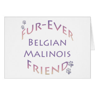 Belgian Malinois Furever