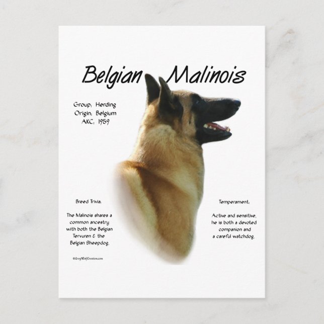 Belgian Malinois History; All about Malinois Postcard (Front)