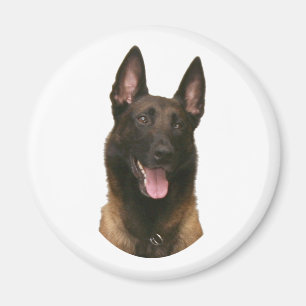 belgian malinois magnet