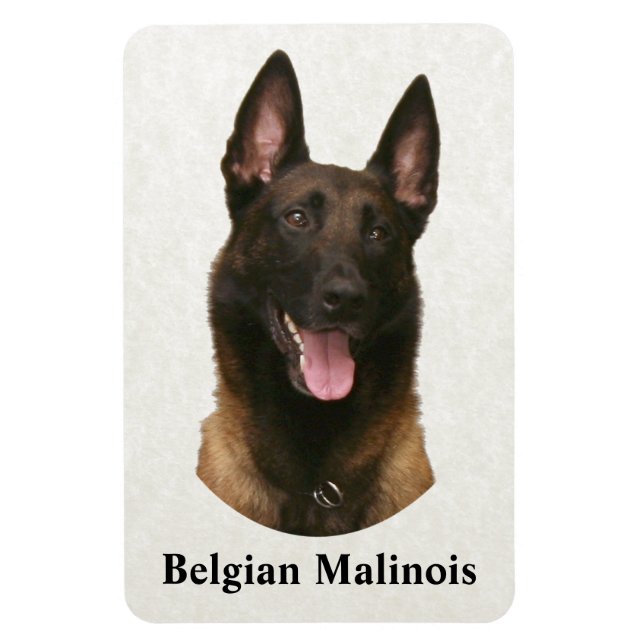belgian malinois magnet (Vertical)