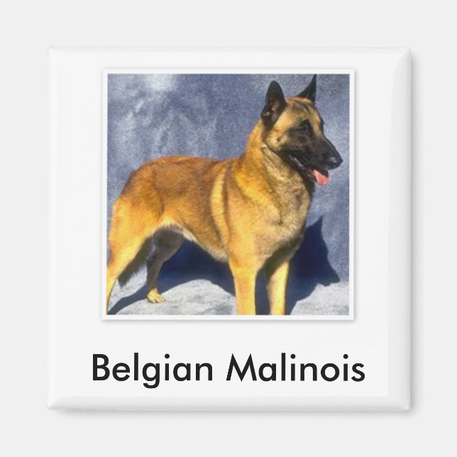 Belgian Malinois Magnet (Front)
