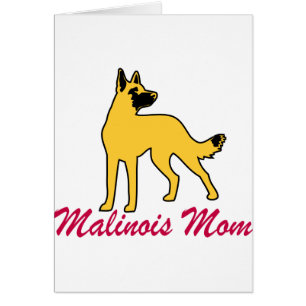 Belgian Malinois Mum
