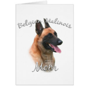 Belgian Malinois Mum 2
