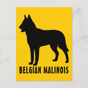 Belgian Malinois Postcard