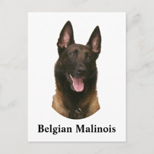 belgian malinois postcard