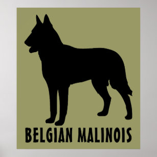 Belgian Malinois Poster