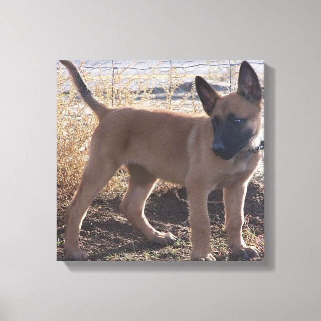 Belgian_Malinois_Puppy full Canvas Print (Front)