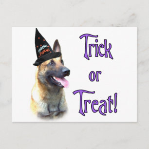 Belgian Malinois Trick Postcard