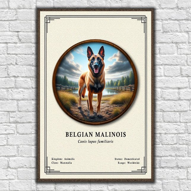 Belgian Malinois Zoology Series Poster (Creator Uploaded)