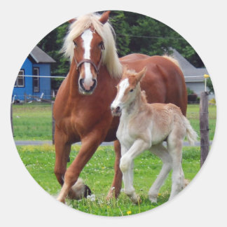 belgian Mare and Filly Classic Round Sticker
