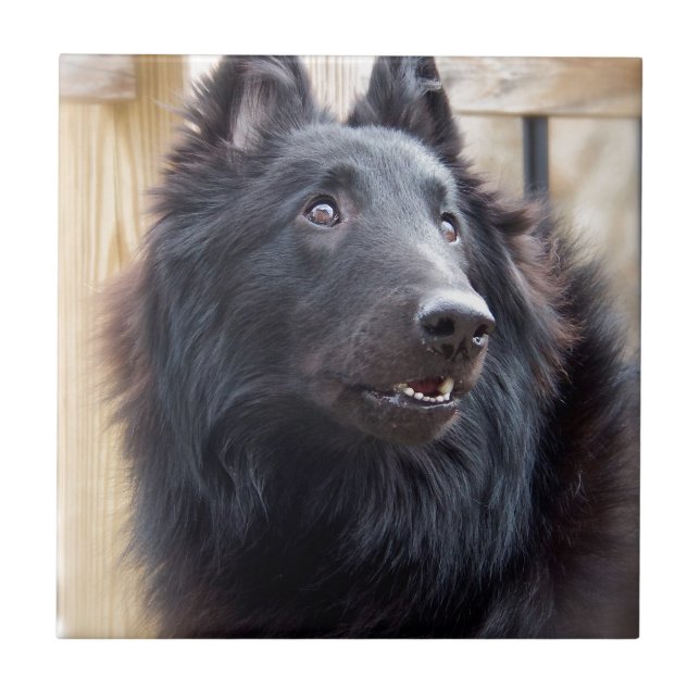 Belgian Sheep Dog Tile (Front)