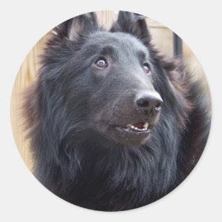 Belgian Sheepdog Classic Round Sticker