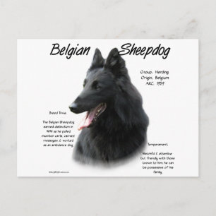 Belgian Sheepdog History; All About Sheepdogs Postcard