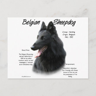Belgian Sheepdog History; All About Sheepdogs Postcard
