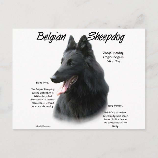 Belgian Sheepdog History; All About Sheepdogs Postcard (Front)