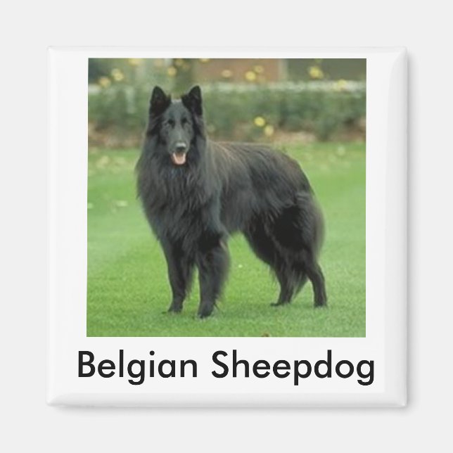 Belgian Sheepdog Magnet (Front)