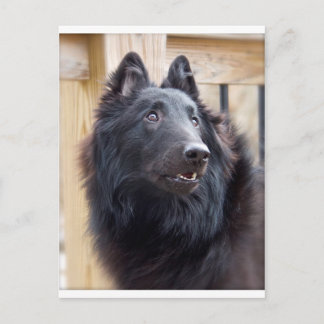 Belgian Sheepdog Postcard