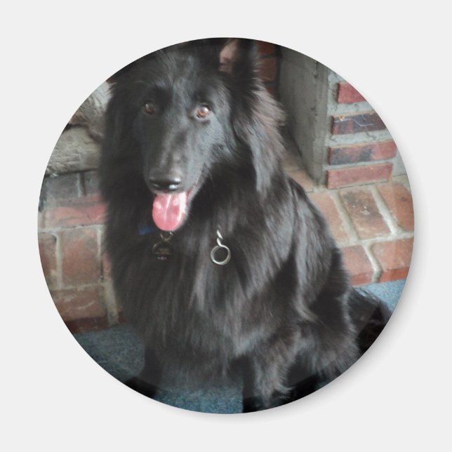 Belgian Shepherd aka "The Black Wolf" Magnet (Front)