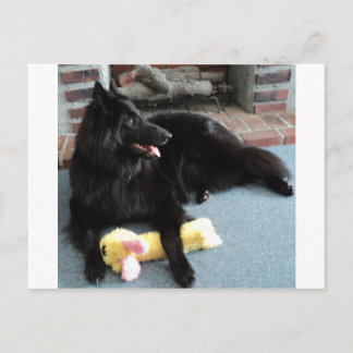 Belgian Shepherd by the Fireplace Postcard
