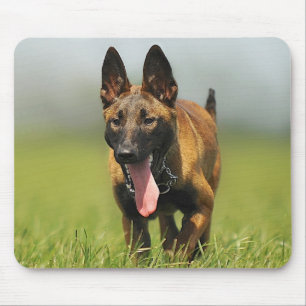 Belgian Shepherd Dog Mouse Pad