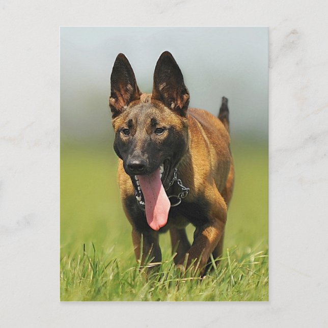 Belgian Shepherd Dog Postcard (Front)