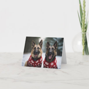 Belgian Shepherd Dogs Christmas Card