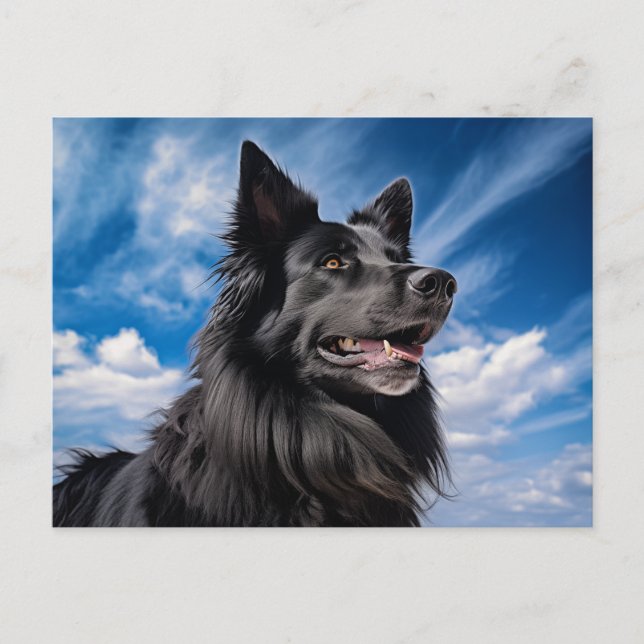 Belgian Shepherd Groenendael Postcard (Front)