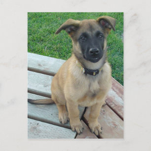 Belgian Shepherd Malinois Dog Postcard