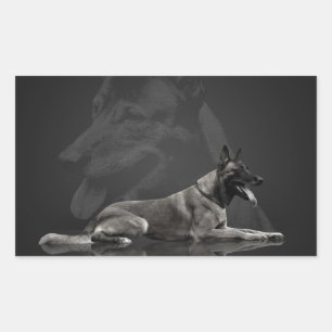 Belgian shepherd - Malinois Rectangular Sticker