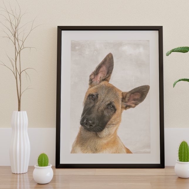 Belgian Shepherd Poster (Creator Uploaded)