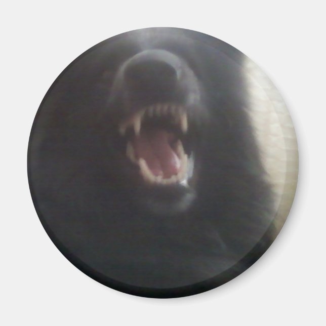 Belgian Shepherd's Teeth aka "The Black Wolf" Magnet (Front)
