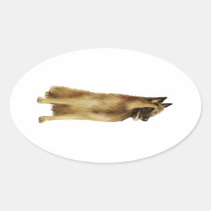 Belgian Tervuren (A) Oval Sticker