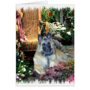 Belgian Tervuren Art Gifts