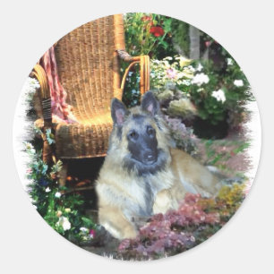 Belgian Tervuren Art Gifts Classic Round Sticker
