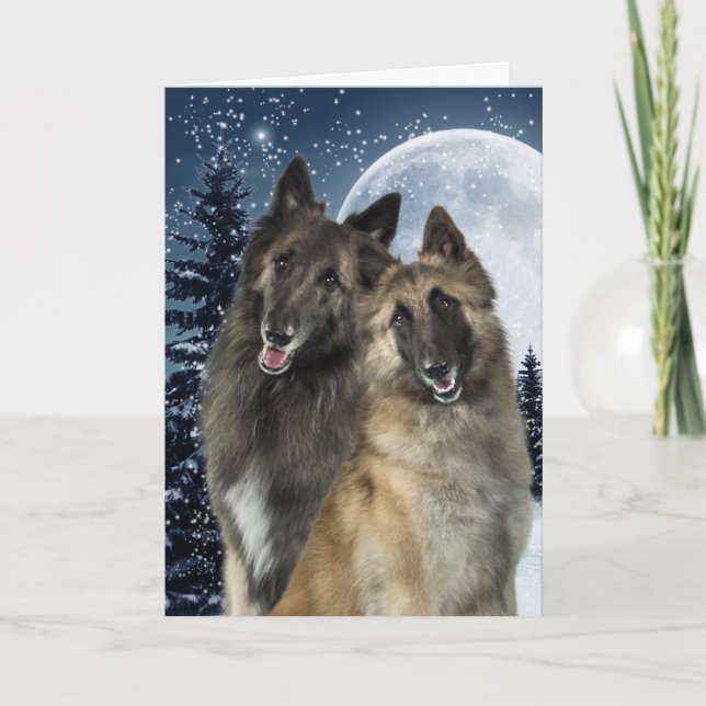 Belgian Tervuren Christmas Card (Front)