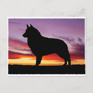 Belgian Tervuren Postcard