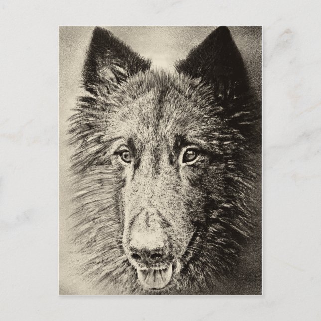 Belgian Tervuren Postcard (Front)