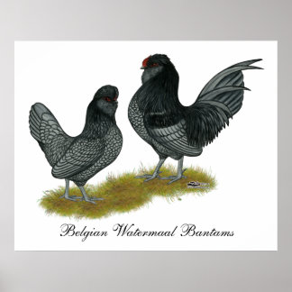 Belgian Watermaal Bantams Poster