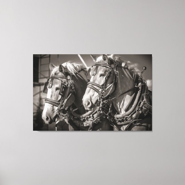 Belgium draught horses canvas print (Front)