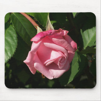 Belinda's Dream Pink Rose Mousepad