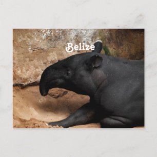 Belise Baird's Tapir Postcard
