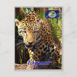 Belise - Belizean Jungles - Postcard