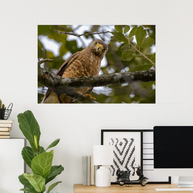 Belise Bird, Funny Brown Roadside Hawk Poster (Home Office)