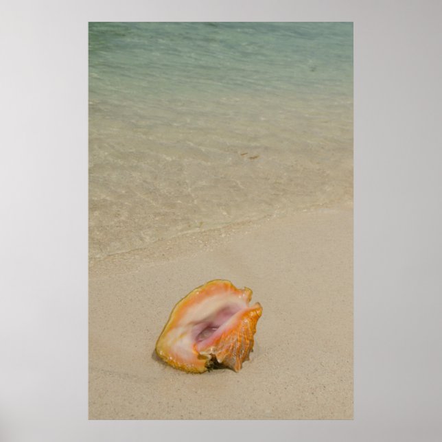 Belise, Caribbean Sea, Glover's Reef. Conch Poster (Front)