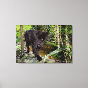 Belise City Zoo. Black panther Canvas Print