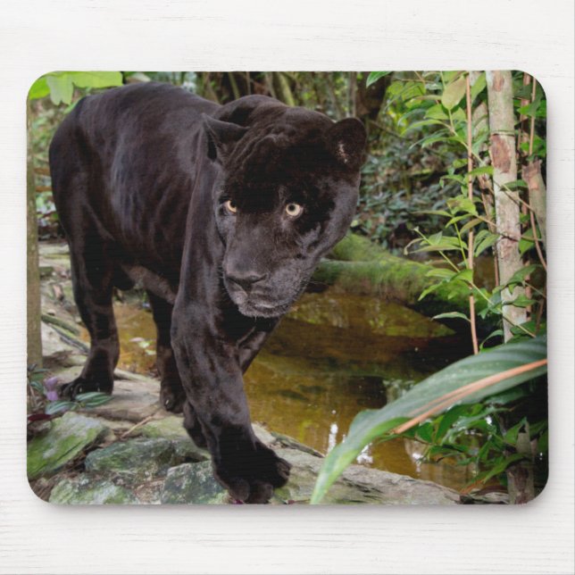 Belise City Zoo. Black panther Mouse Pad (Front)