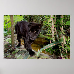 Belise City Zoo. Black panther Poster