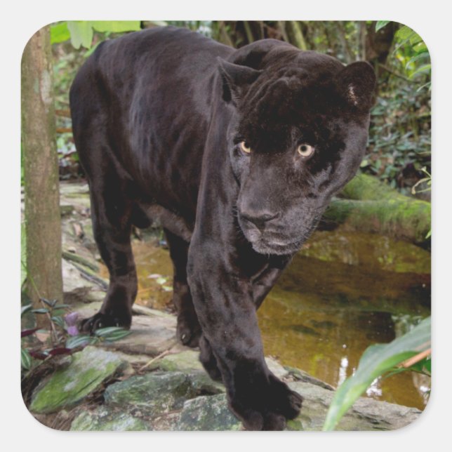 Belise City Zoo. Black panther Square Sticker (Front)