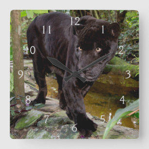 Belise City Zoo. Black panther Square Wall Clock